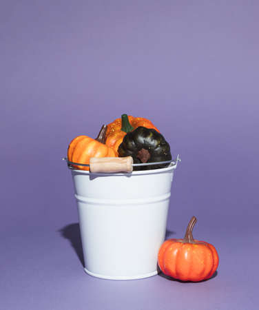 White bucket filled with colorful autumn pumpkins on purple background. Minimal seasonal concept. Halloween or Thanksgiving composition.の写真素材