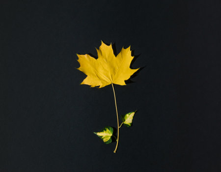 Flower concept made of yellow autumn leaf on dark background. Minimal nature seasonal concept. Flat lay composition.の写真素材