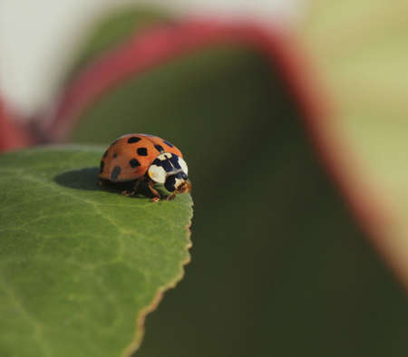 ladybugの写真素材