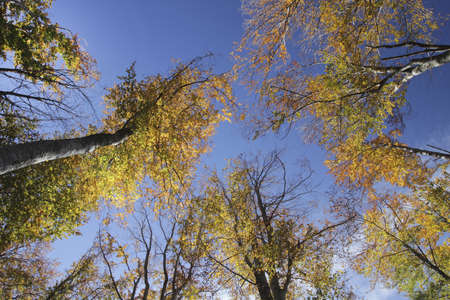 forestの写真素材