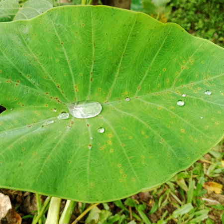 Close-up of fresh rain droplets scattered on a vibrant green taro leaf, symbolizing purity,...