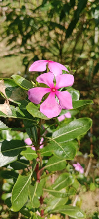 Close-up of periwinkle flower, fresh pink natural bloom
