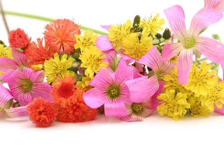 pretty weeds upcloseの写真素材