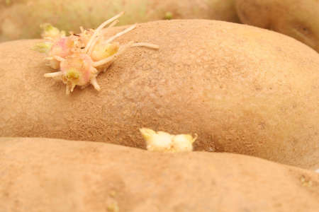 sprouted potatoesの写真素材