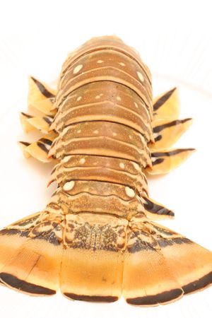Florida lobster verticalの写真素材
