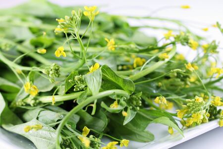 baby flowering collard greens upcloseの写真素材