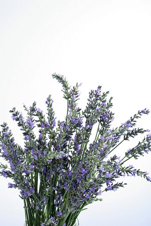 fresh lavender on white backgroundの写真素材