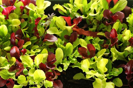 microgreens upcloseの写真素材