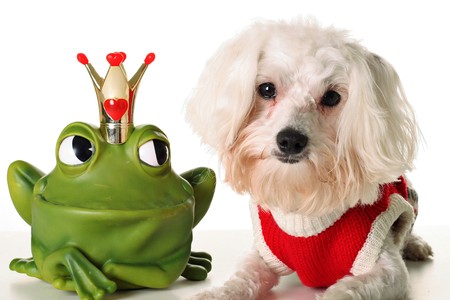Prince charming Pupの写真素材