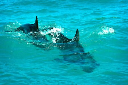 Double dolphin swim
の写真素材