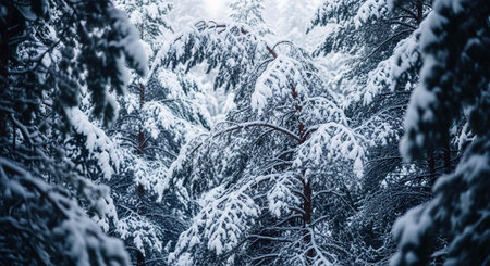 Pine trees covered with snow in winter forest. Christmas background.の写真素材