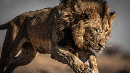 Male lion, Panthera leo, walking in the savanna in Namibia