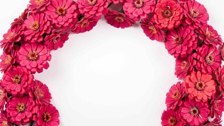 Frame made of zinnia flowers on white background with copy space