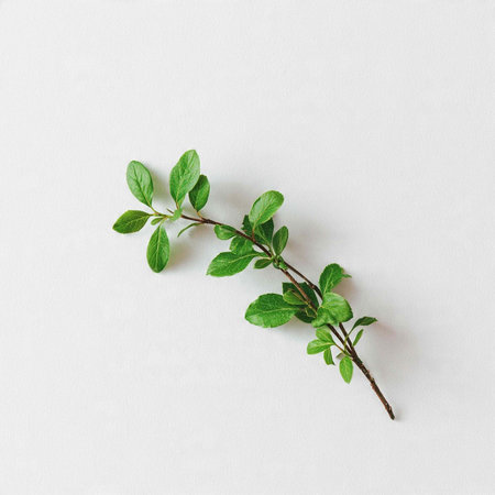 Fresh oregano twig on white background. Flat lay, top view.