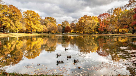 Autumn landscape in the park with fallen leaves and ducks on the lake