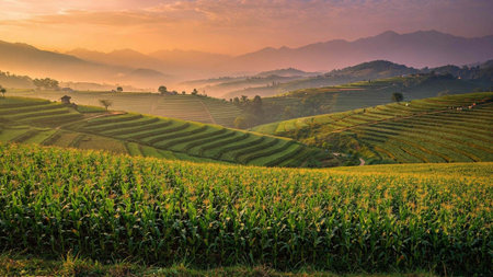 Sunrise at Corn Field in Chiangmai, Thailand.