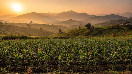 Corn field at sunset in Mae Chaem District, Chiang Mai Province, Thailand