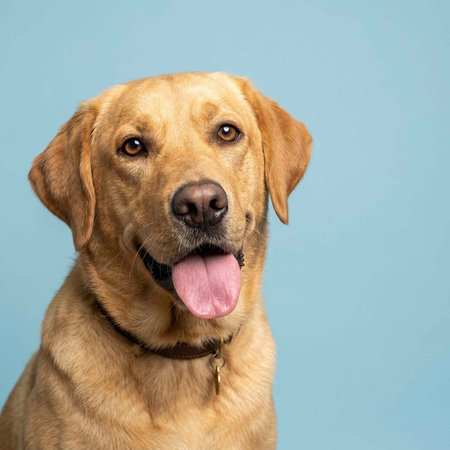 Studio shot of an adorable yellow Labrador Retriever isolated on blue background.