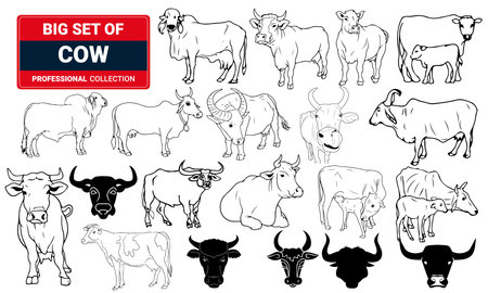 Big Set of Cow silhouette Vector illustration.のイラスト素材