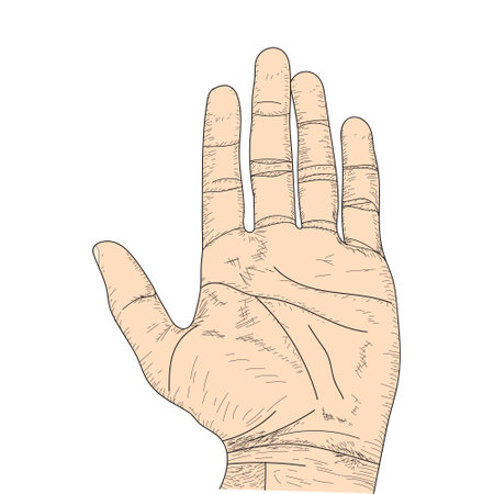 Open Palm Drawing, hand showing five fingers sketch, line art, palm hand sketchのイラスト素材