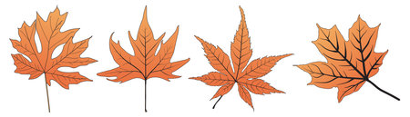 Set of Maple Leaf line art vectorのイラスト素材