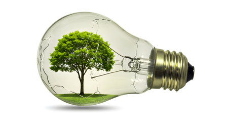 Ecology concept with green tree inside of light bulb isolated on whiteの素材