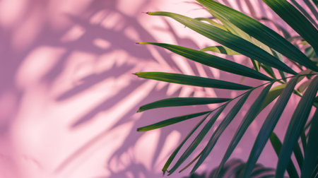 Palm leaf shadow on a pink wall. Tropical background. Copy space.の素材