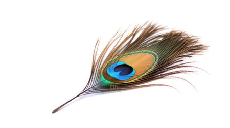 Peacock feather isolated on white background. Close-up.の素材