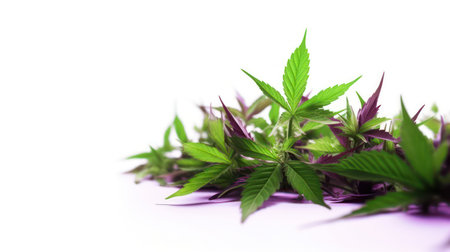 Cannabis leaves isolated on white background, medical marijuana concept.の素材