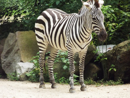 photo of a beautiful zebra enjoying the dayの写真素材