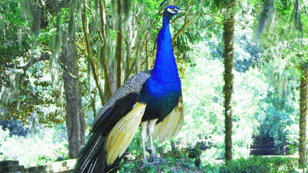           Blue beautiful Peacock の写真素材