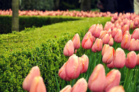 pink tupips in the gardenの写真素材