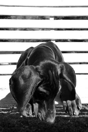 black puppy on a white benchの写真素材