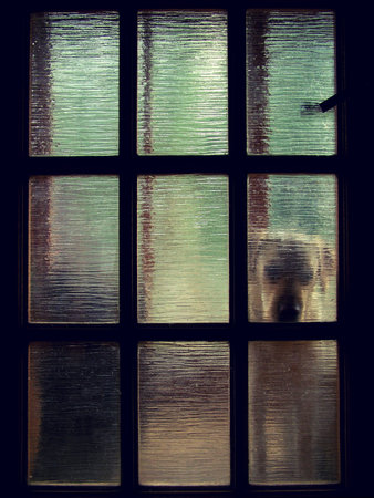 dog waiting at the door