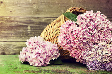 hydrangea in a wicker basketの写真素材