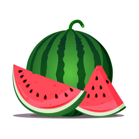 Ripe watermelon and two juicy slices, illustration on white backgroundのイラスト素材
