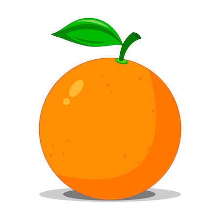 Orange fruit vector on white background.のイラスト素材