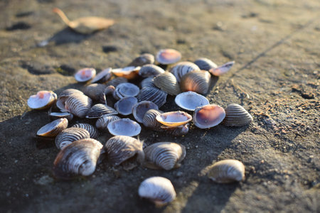 Seashells from the Seaの写真素材