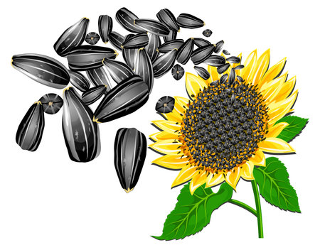 Sunflower seeds and beautiful flower on a white background, vector illustrationのイラスト素材