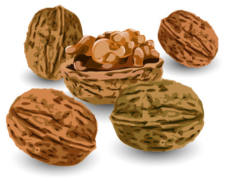 Hill of nuts ripe, crop reaped in autumn, illustrationのイラスト素材