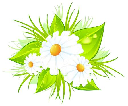 Bouquet of white daisies and green leaves, vector illustrationのイラスト素材