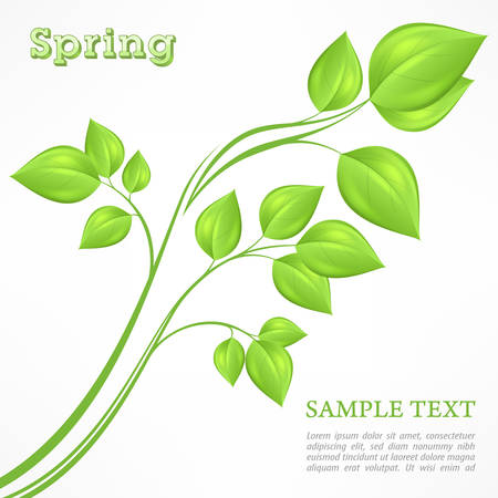 Spring branch with green leaves on white & text, vector illustrationのイラスト素材