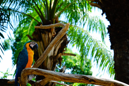 Parrot macaw perched on the branch. Bali Bird Park. Ubud. Bali. Indonesia.