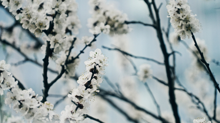 Apricot tree flower against blue Sky, seasonal floral nature background, shallow depth of fieldの写真素材