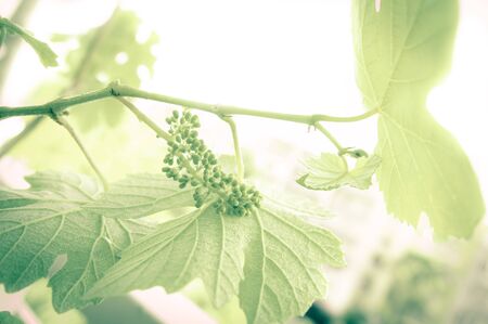 immature black grapes close-upの写真素材