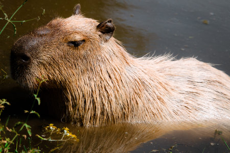 Capybara swimming into river in natural park izmir turkeyの写真素材