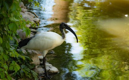 Sacred ibis, Threskiornis aethiopicus near the lake in national park in izmir turkey.の写真素材