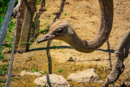 Common ostrich (Struthio camelus), or simply ostrich, is a species of large flightless bird native...