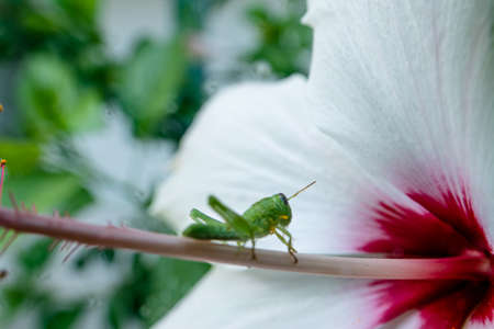 Grasshopper on the hibiscus flower in the gardenの写真素材