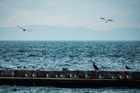 Sea birds resting on the sycophant and flying.